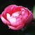earthworm's avatar