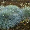Ornamental Grasses
