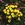 Bulbs: Eranthis hyemalis