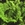 Ferns: Matteuccia struthiopteris