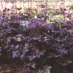 Snakeroot, 'Atropurpurea'