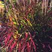 Ornamental Grasses