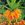 Bulbs: Fritillaria imperialis 'Rubra Maxima'
