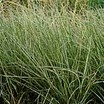 Ornamental Grasses