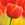 Tulips: Tulipa 'Ad Rem'