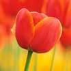 Tulips: Tulipa 'Ad Rem'