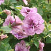 Petunias_petunia_hybrid_priscilla-1