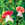 Beans_phaseolus_coccineus_painted_lady-1