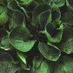 Hosta, 'Love Pat'