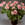 Geraniums: Pelargonium 'Patriot Salmon Blush'