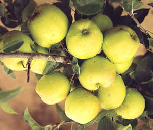 Lodi Apple