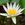 Tropical Water Lilies: Nymphaea 'Golden West'
