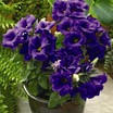 Lisianthus_eustoma_grandiflora_lizzy_tm_blue-1