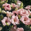 Lisianthus_eustoma_grandiflora_lizzy_tm_pink-1.thumb