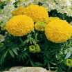 Marigolds: Tagetes erecta 'Antigua Gold'