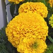 African marigold