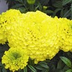 Marigolds: Tagetes erecta 'Perfection Yellow'