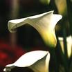 calla-lily