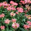 Herbs_monarda_marshall_s_delight-1