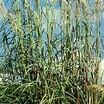 Ornamental Grasses