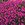Geraniums: Geranium cantabrigiense 'Karmina'