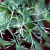Dill_anethum_graveolens-1.thumb