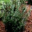 Perennials_echinops_ruthenicus-1