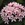 Pentas: Pentas Lanceolata, 'Starla Appleblossom'