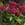 Pentas: Pentas Lanceolata, 'Starla Deep Rose'