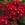 Pentas: Pentas Lanceolata, 'Starla Red'