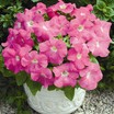 Petunia, Storm Pink