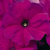 Petunia, Storm Violet