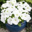Petunia, Storm White