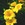Daylilies: Hemerocallis x 'Stella de Oro'