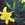 Daylilies: Hemerocallis lilioasphodelus