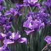 Iris_iris_sibirica_x_ego-1