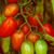 Tomatoes: Lycopersicon x 'Juliet'