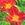 Daylilies: Hemerocallis 'Pardon Me'