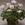 Geraniums: Pelargonium 'Raspberry Ice'