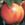 Peach and Nectarine: Prunus persica var. nectarina 'Mericrest'