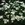 Yarrow: Achillea millefolium 'White Beauty'