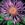 Perennials: Centaurea dealbata