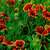 Annuals: Gaillardia pulchella