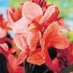 Cannas_canna_pink_futurity_futurity_series-1