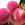 Peach and Nectarine: Prunus persica 'Reliance'