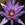 Tropical_water_lilies_nymphaea_blue_beauty-1.sprite