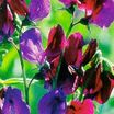 Sweet_peas_lathyrus_odoratus_cupani_s_original-1