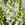 Snapdragon: Antirrhinum majus 'Aromas French Vanilla'