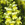 Snapdragon: Antirrhinum majus 'Aromas Fresh Lemon'