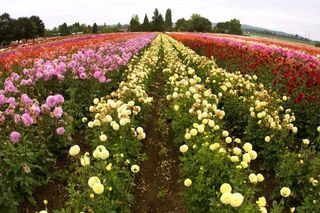 How to Use Swan Island Dahlias Coupons Swan Island Dahlias Promo Codes for November, Save with 3 active Swan Island Dahlias promo codes, coupons, and free shipping deals. 🔥 Today's Top Deal: Save 25% and get free shipping. On average, shoppers save $28 using Swan Island Dahlias coupons from kleiderschrank.tk